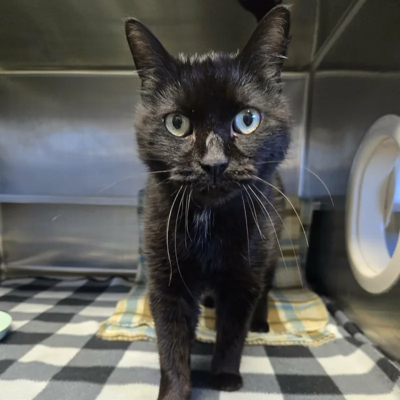 A senior medium-sized female Black Domestic Short Hair cat named Bear for adoption in Watertown, WI