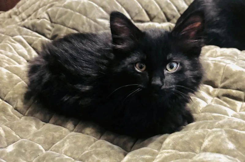 Licorice