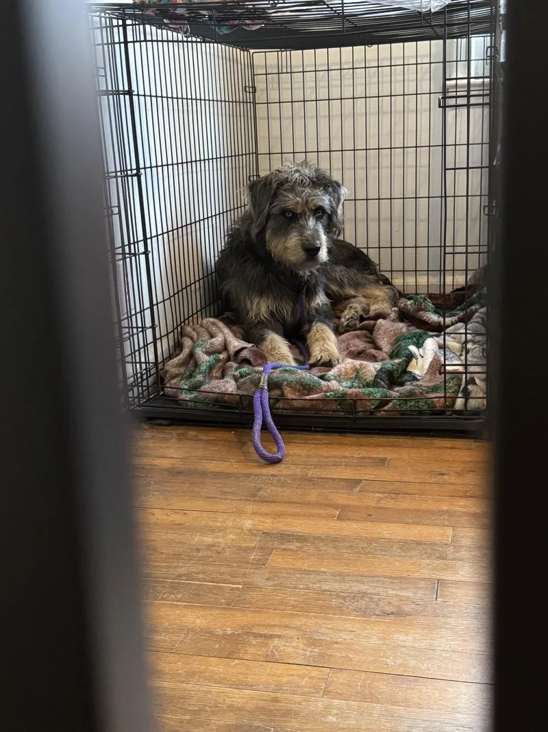 A young medium-sized male Sheep Dog dog named Big Bear for adoption in Holly Springs, NC