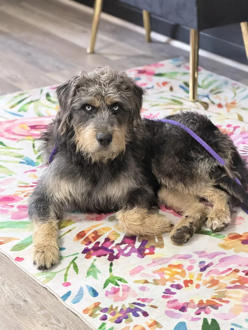 Big Bear thumbnail 3