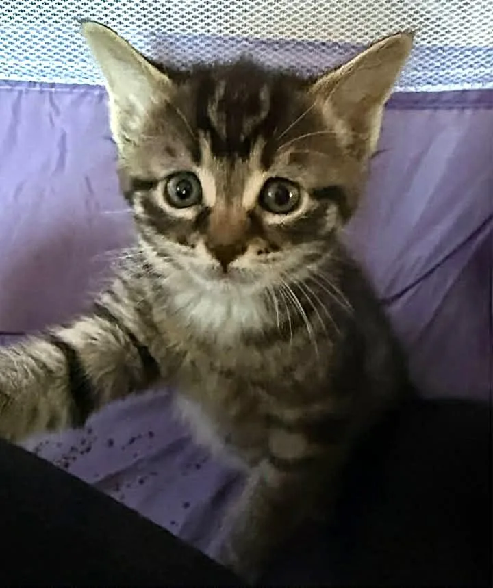 A baby medium-sized male Tabby (Brown / Chocolate) Domestic Short Hair cat named Sophia for adoption in Greenville, NC
