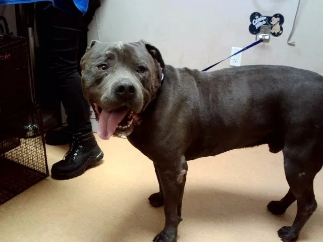 An adult large-sized male Pit Bull Terrier dog named Raphael for adoption in Martinez, CA