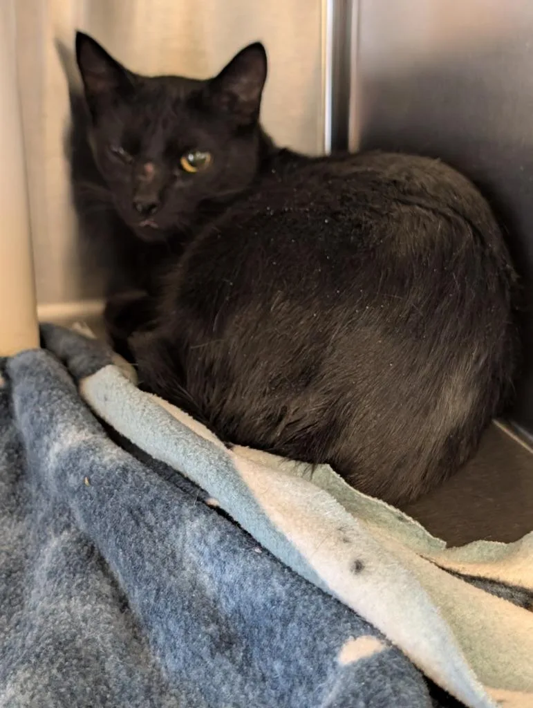 A young large-sized female Domestic Short Hair cat named Tiber for adoption in Havre, MT