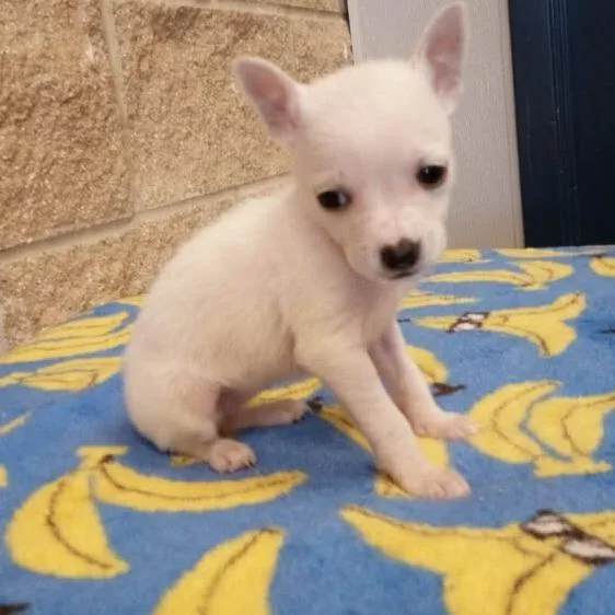 A baby small-sized female White / Cream Terrier dog named Squirt for adoption in Beaumont, TX