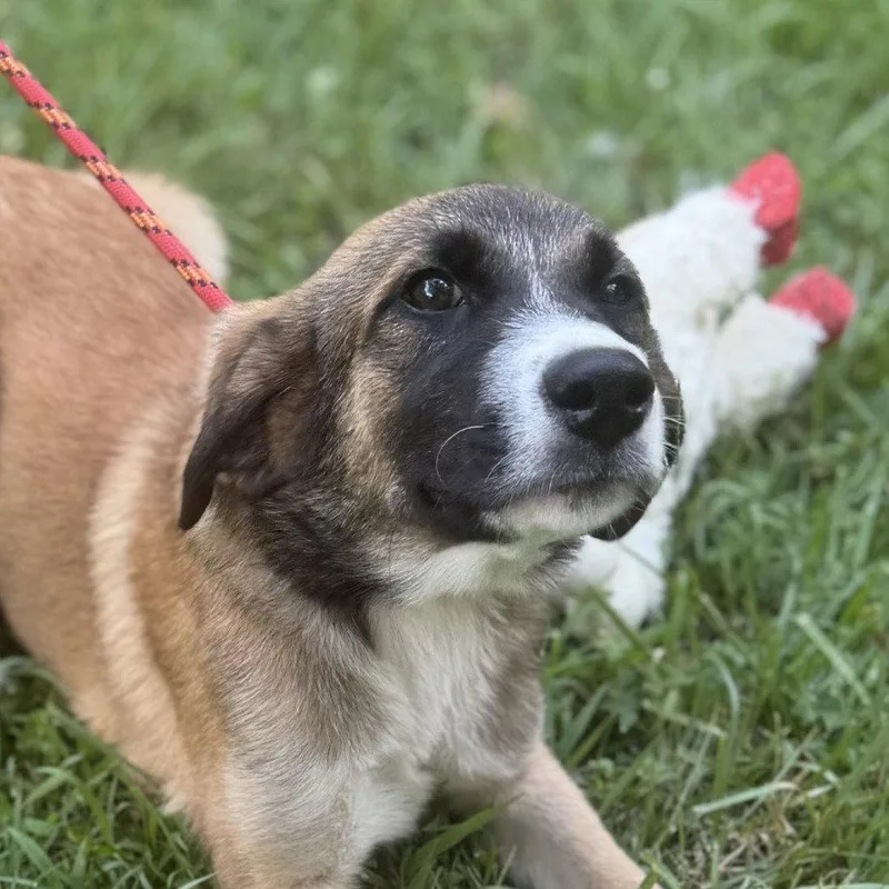 A baby large-sized female Shepherd dog named Bubbles for adoption in Locust Fork, AL