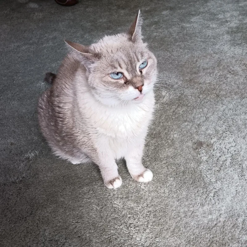 A senior medium-sized female White Domestic Long Hair cat named Maya for adoption in Saratoga Springs, NY
