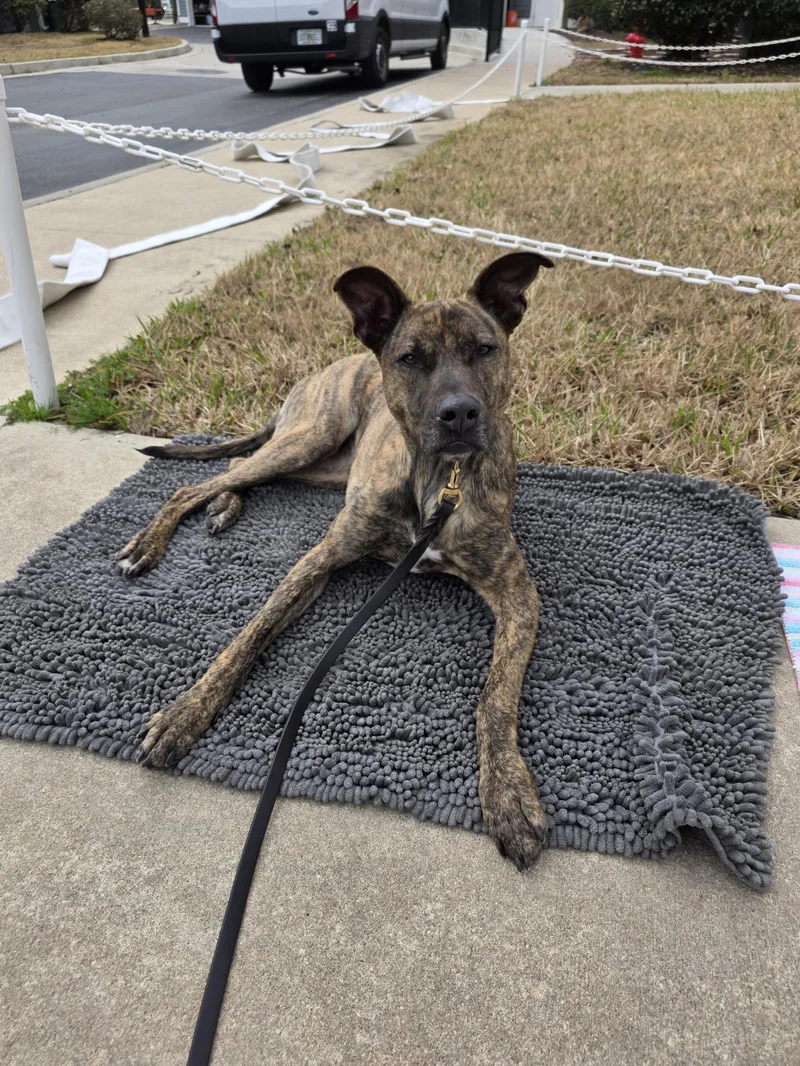 A young large-sized female Brindle Great Dane dog named Zara for adoption in Ponte Vedra, FL