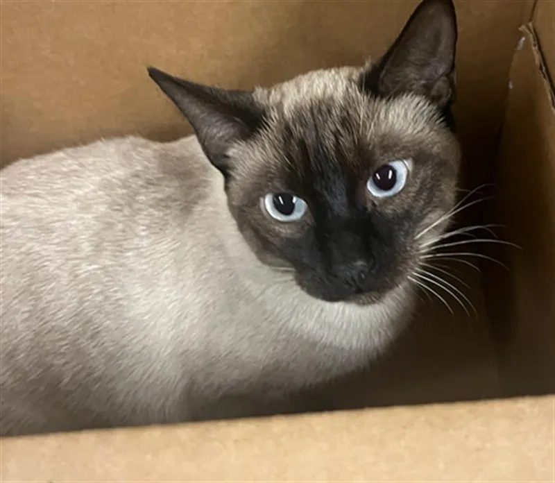 A young small-sized female Siamese cat named Lucy for adoption in Van Nuys, CA