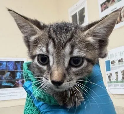 A baby small-sized female Domestic Short Hair cat named Harry for adoption in Honolulu, HI
