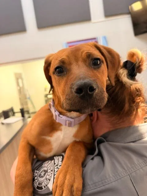 A baby medium-sized female Boxer dog named Daphne Blake for adoption in Richland Hills, TX