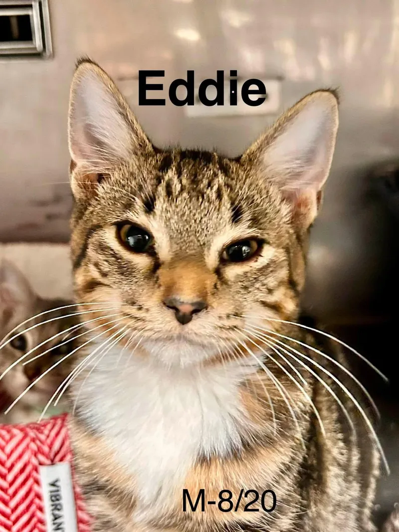 A young medium-sized male Domestic Short Hair cat named Eddie for adoption in Loogootee, IN