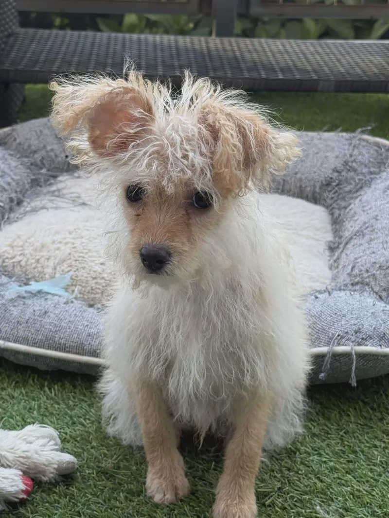 A young small-sized male Apricot / Beige Chihuahua dog named Theo for adoption in Fresno, CA