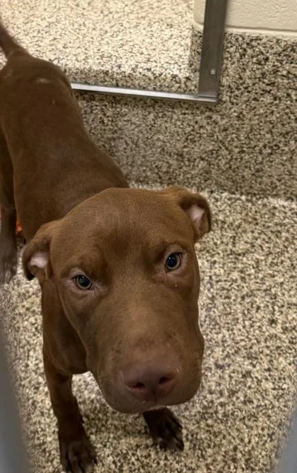 A young small-sized female Pit Bull Terrier dog named Somalia for adoption in Westland, MI