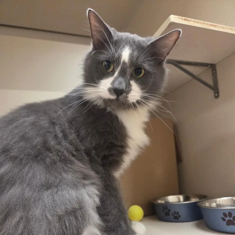 An adult large-sized male Gray / Blue / Silver Domestic Short Hair cat named Rafeke for adoption in Ballston Spa, NY