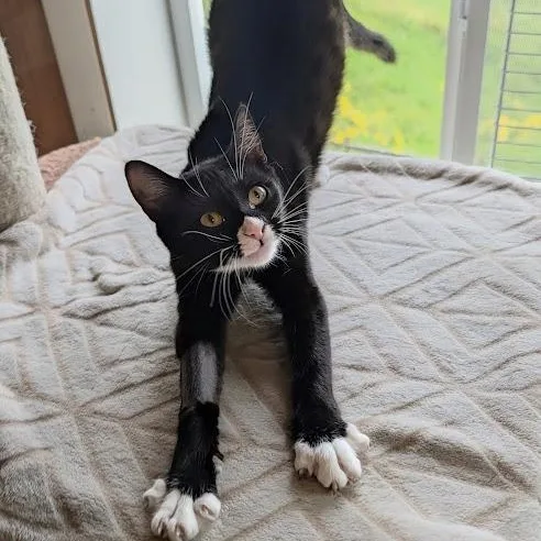 A baby medium-sized female Black & White / Tuxedo Domestic Short Hair cat named Cookies 'n' Cream for adoption in Waynesville, NC