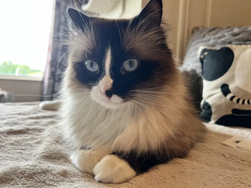 An adult large-sized male Ragdoll cat named Darby for adoption in Minnetonka, MN