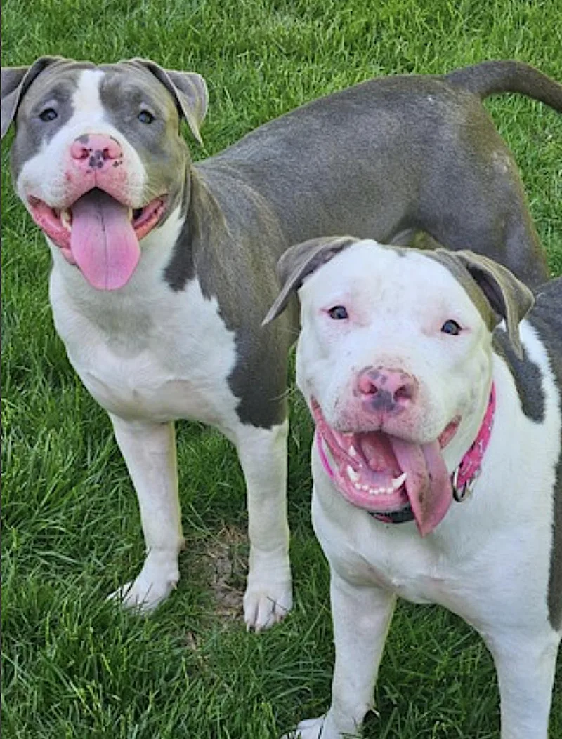 A young large-sized female White / Cream American Staffordshire Terrier dog named Ellie for adoption in Amherst, MA