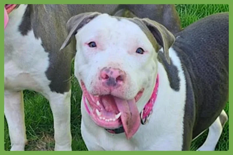 Ellie thumbnail 3