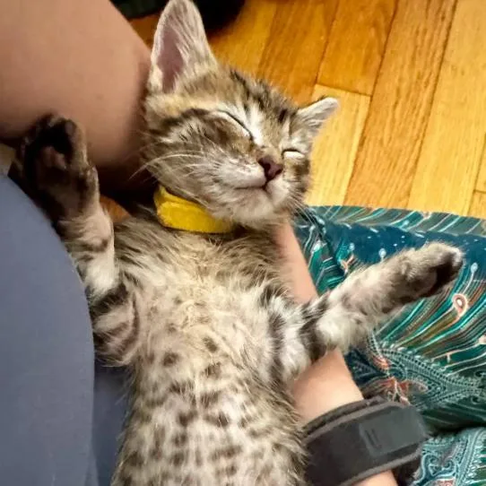 A baby small-sized male Brown / Chocolate Domestic Short Hair cat named AntMan for adoption in Evanston, IL