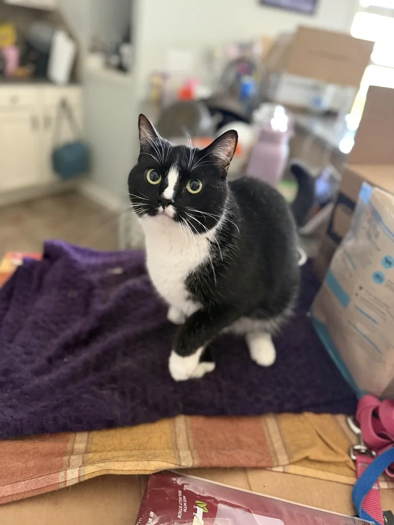 A young medium-sized female Extra-Toes Cat / Hemingway Polydactyl cat named Phalanges for adoption in Camden, SC