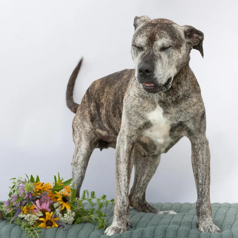 A senior large-sized female Brindle Terrier dog named Millie for adoption in Chattanooga, TN