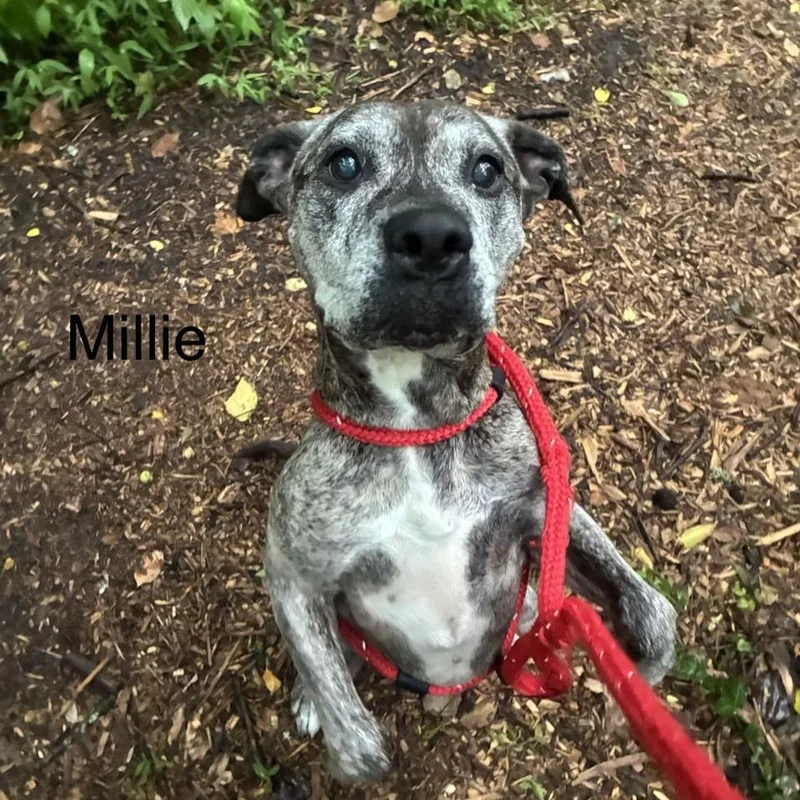 Millie thumbnail 2