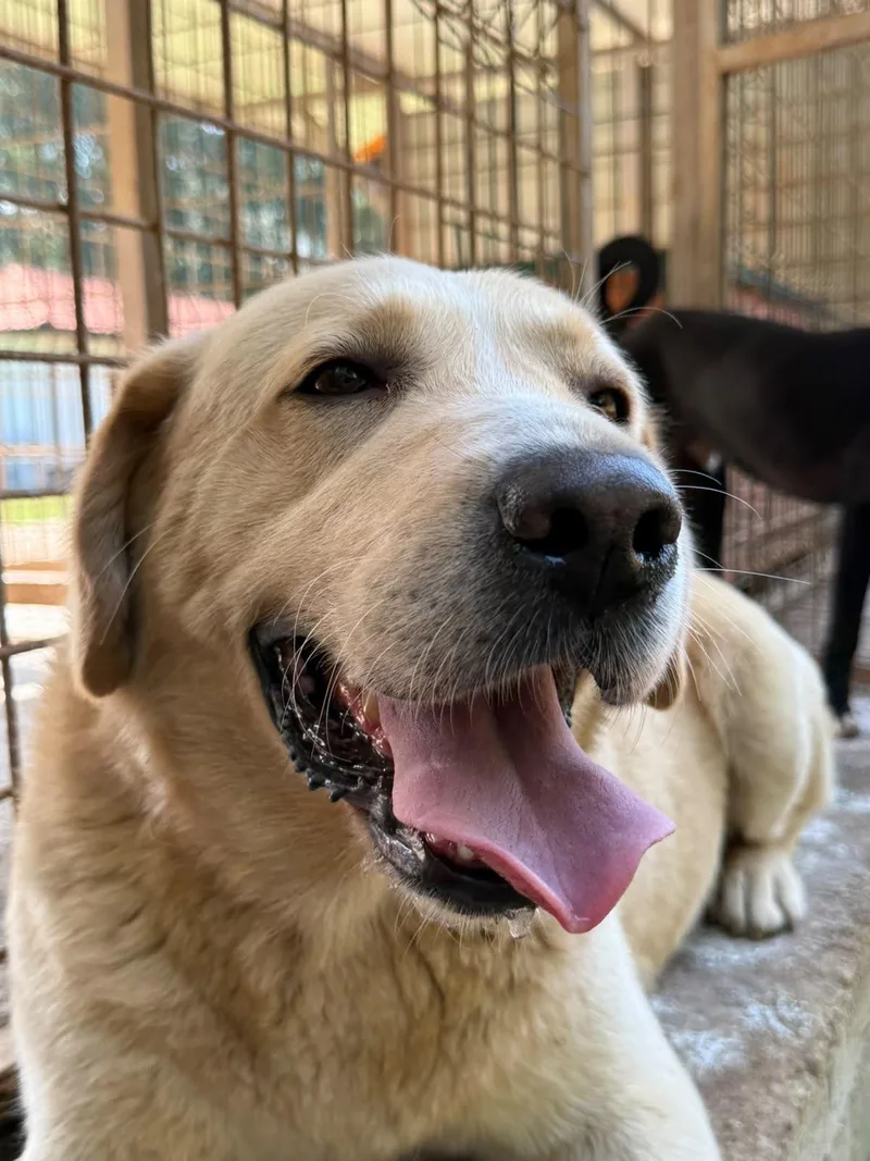 A young large-sized male Apricot / Beige Golden Retriever dog named Medo for adoption in Shrewsbury, MA