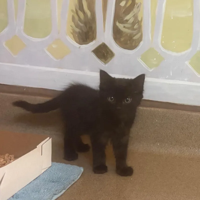 A baby small-sized female Black Domestic Short Hair cat named Midnight for adoption in Naples, FL