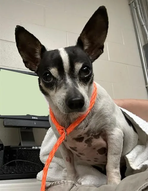 An adult small-sized male Chihuahua dog named A for adoption in Pasadena, TX