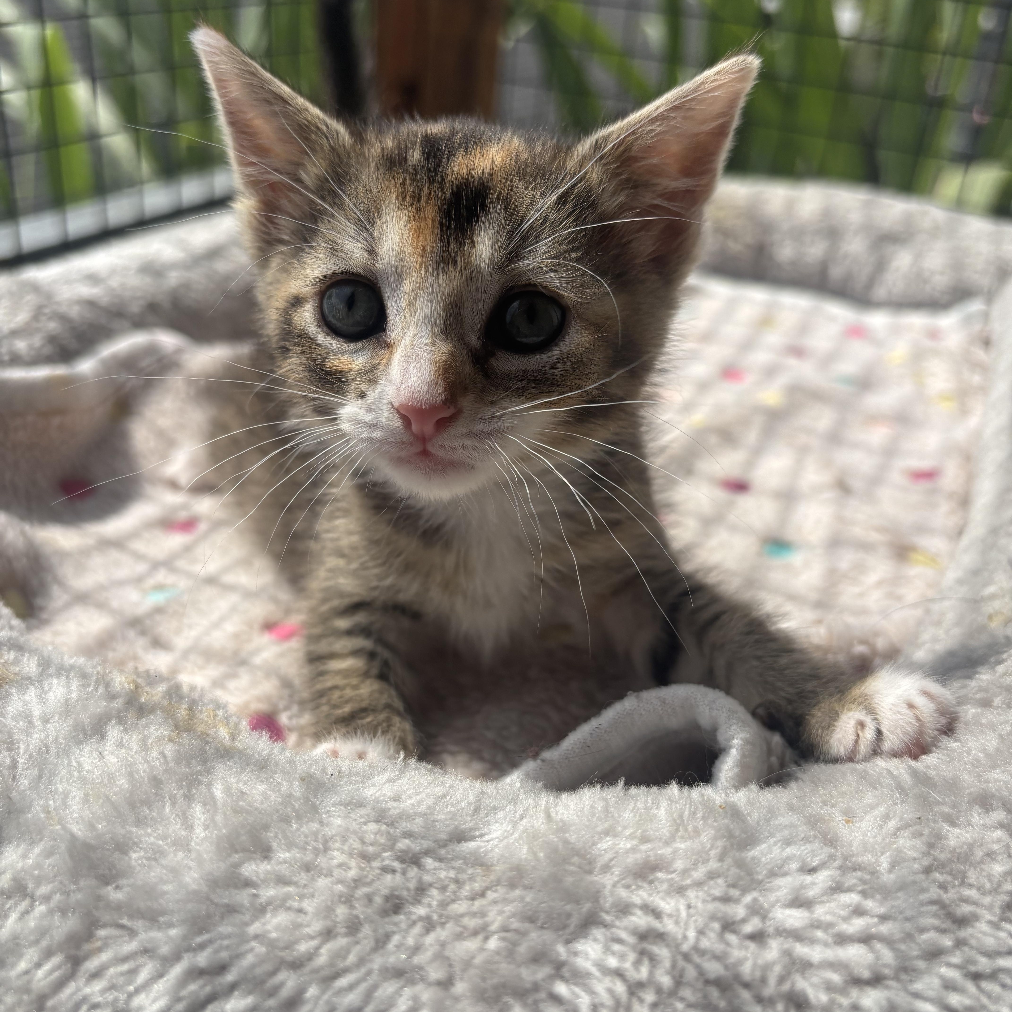 A baby small-sized female Dilute Calico Domestic Short Hair cat named Crumble Cookie for adoption in Costa Mesa, CA