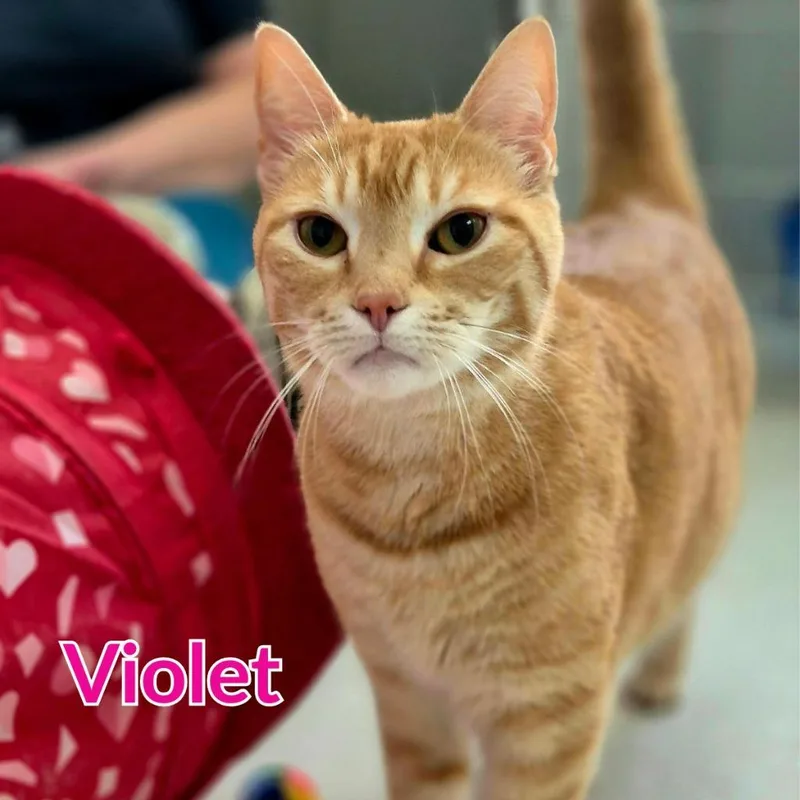An adult medium-sized female Domestic Short Hair cat named Violet for adoption in North Saint Paul, MN