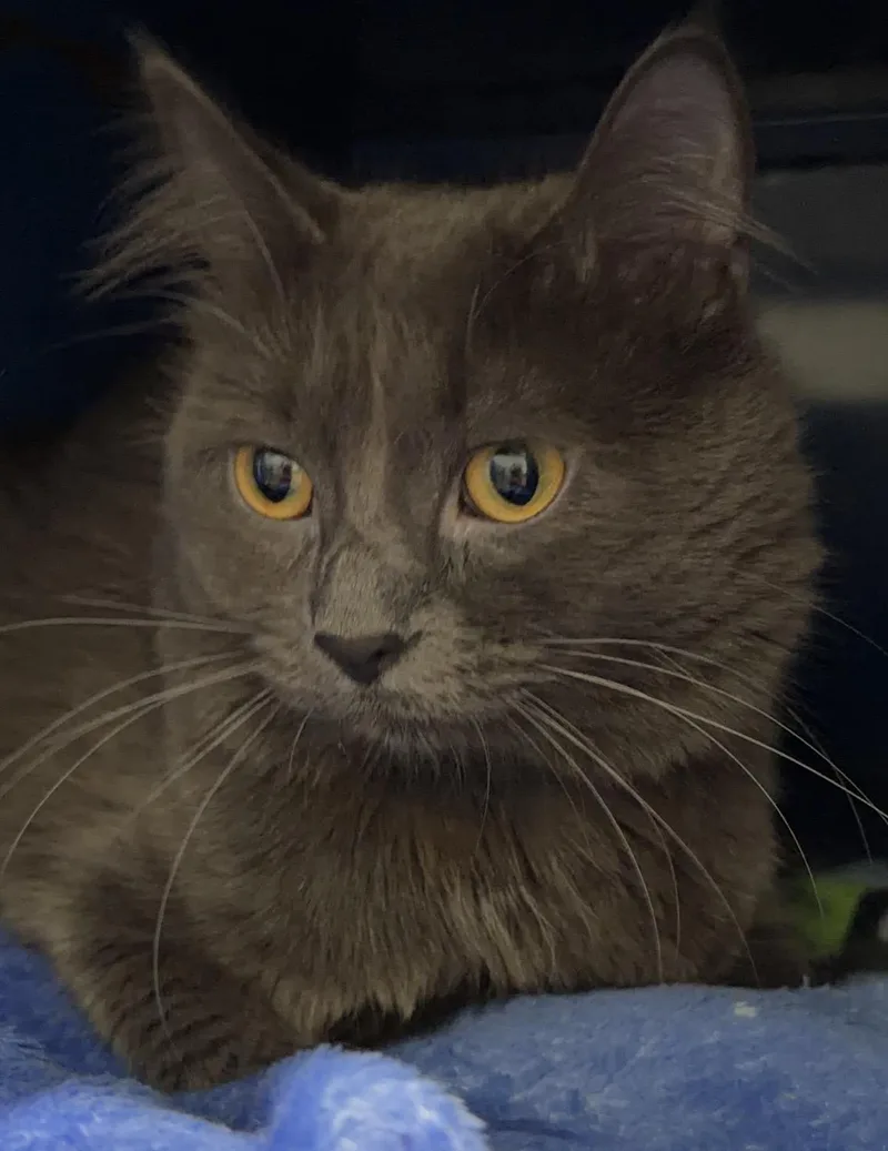 A young medium-sized male Gray / Blue / Silver Domestic Medium Hair cat named Smokey for adoption in Sault Sainte Marie, MI