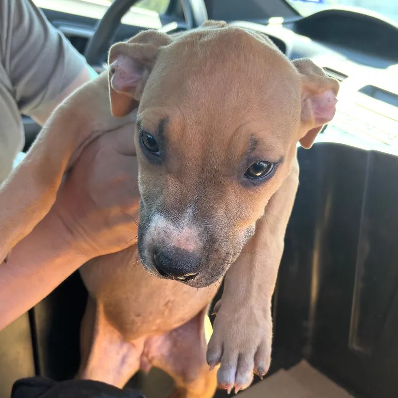 A baby small-sized female Terrier dog named Zizi for adoption in Marshall, TX