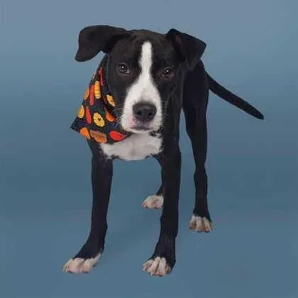 A baby medium-sized male Black Mixed Breed dog named Alex for adoption in Greenville, SC