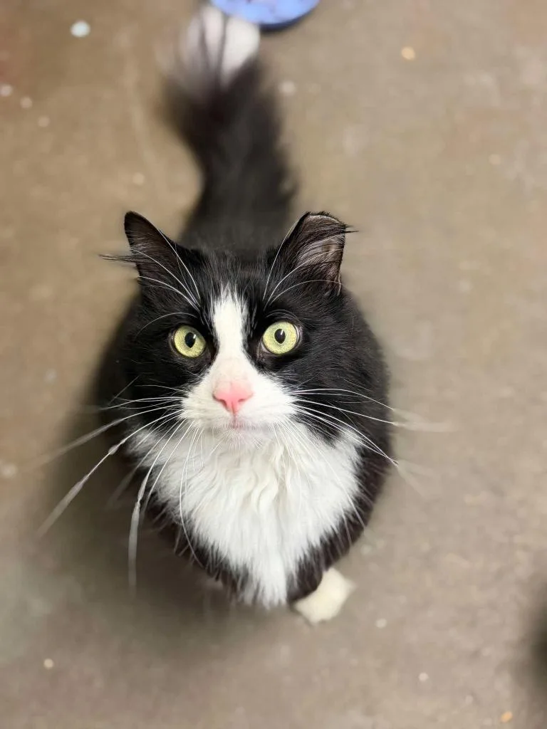 An adult large-sized male Domestic Medium Hair cat named Fat Boy for adoption in Pottsville, PA