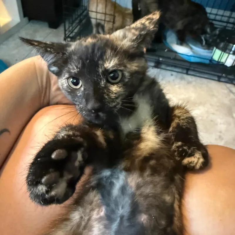 A baby small-sized female Black Domestic Short Hair cat named Mabel for adoption in Escondido, CA
