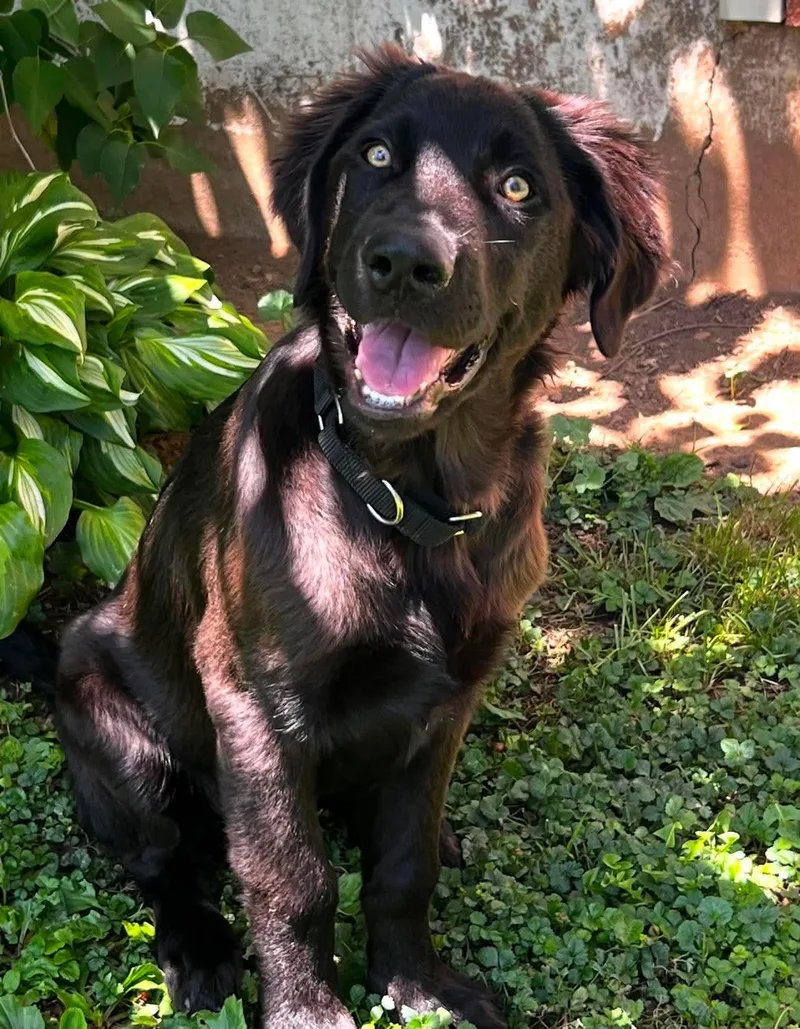 A baby large-sized male Golden Retriever dog named Jett for adoption in Kutztown, PA