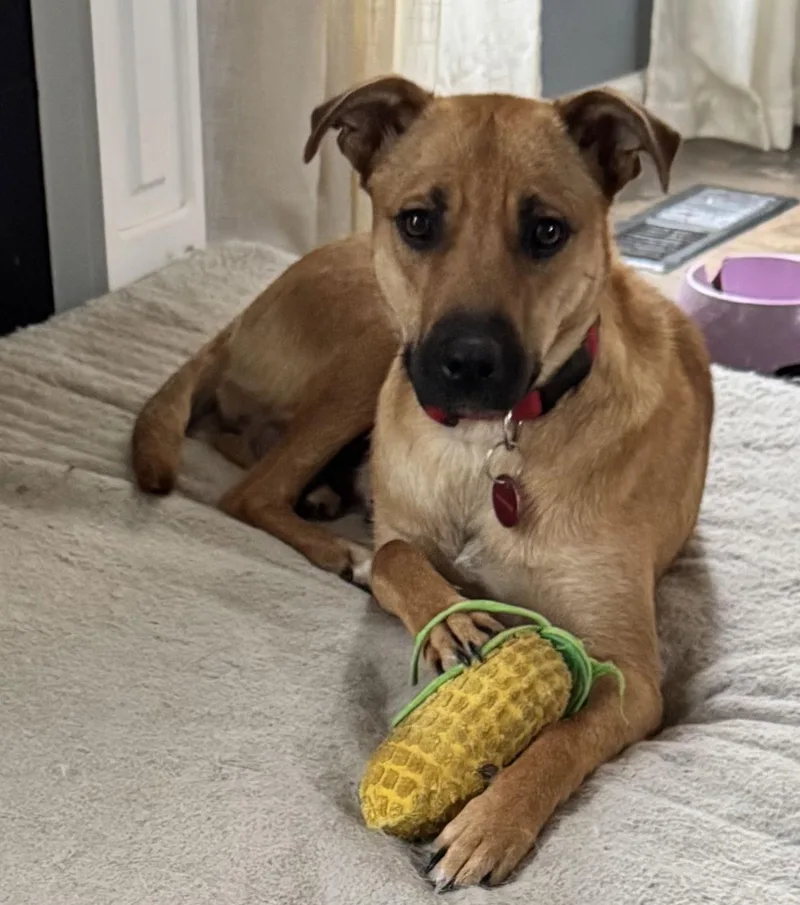 Sugar Plum thumbnail 3