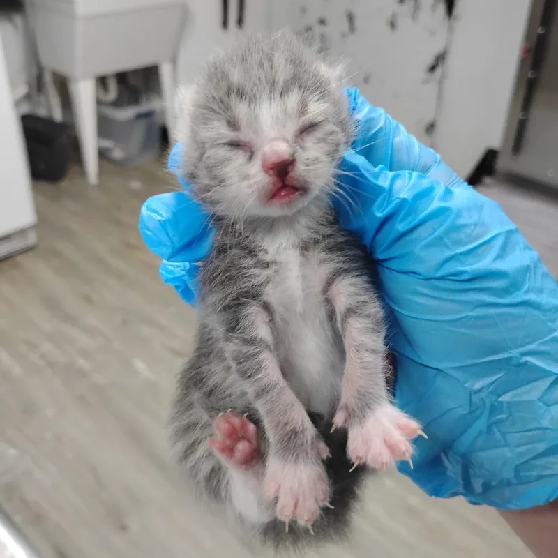 A baby small-sized male Gray / Blue / Silver Domestic Short Hair cat named Cricket @ Dorchester Road for adoption in Summerville, SC