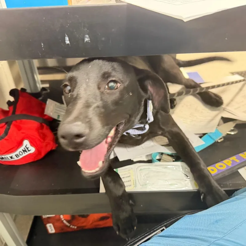 A baby medium-sized male Black Mixed Breed dog named JoJo for adoption in Englewood, FL