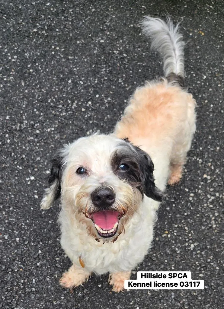 A senior small-sized male Poodle dog named Toby for adoption in Pottsville, PA
