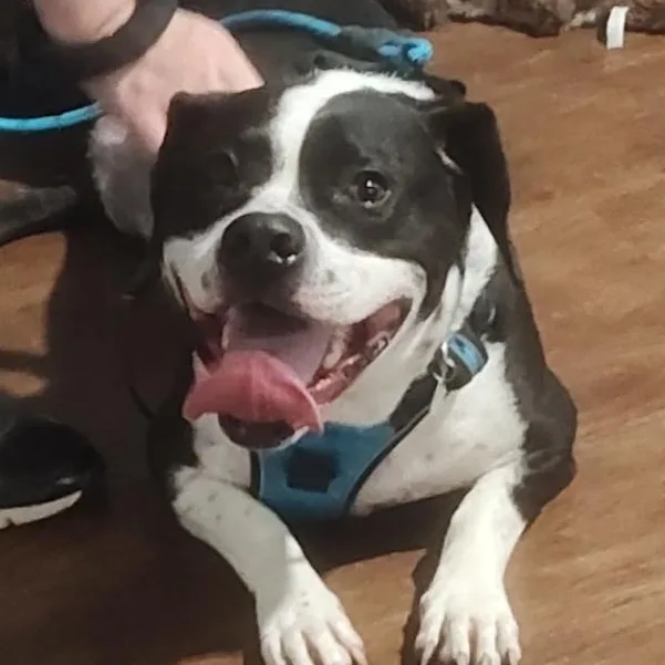 An adult medium-sized male Black Hound dog named Bridge for adoption in Corpus Christi, TX