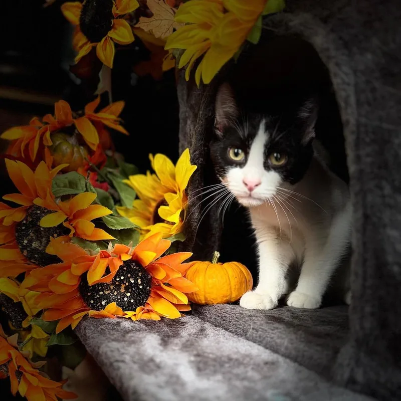 A young small-sized male Black Domestic Short Hair cat named Panda for adoption in Abbeville, SC