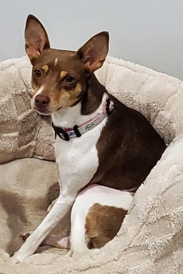 A young small-sized female Rat Terrier dog named Luna for adoption in Adams, NE