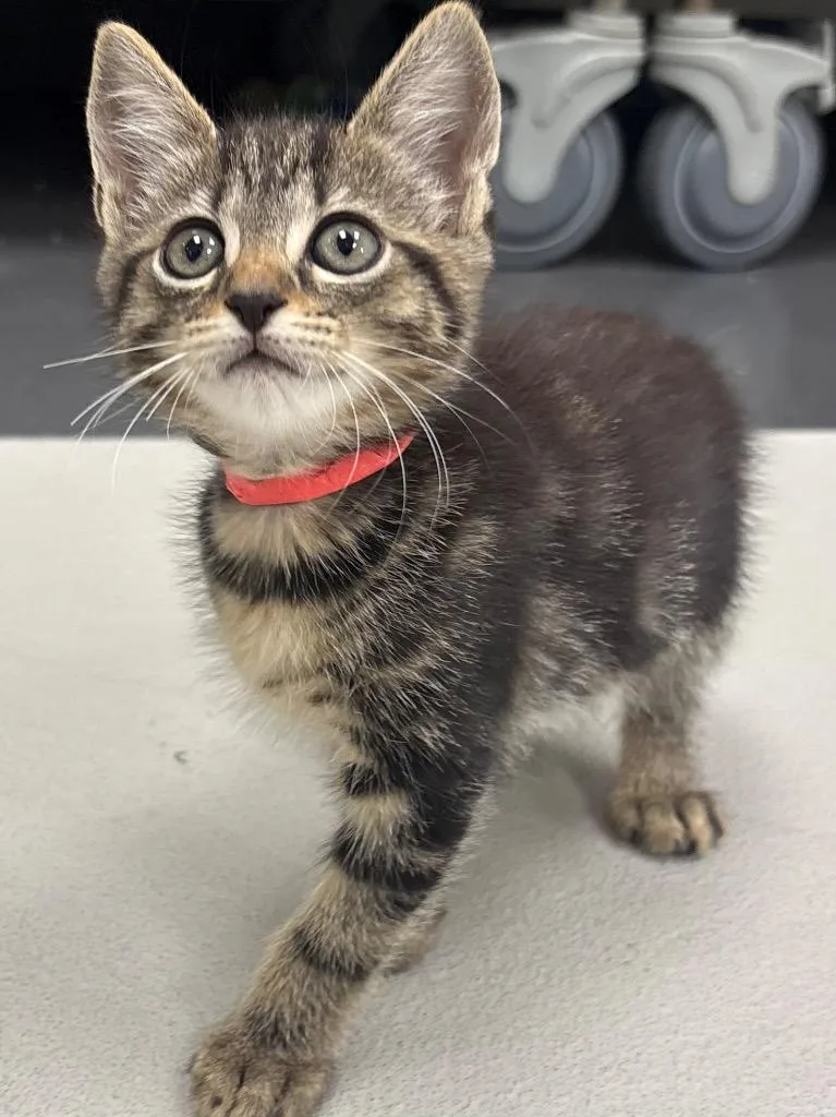A baby medium-sized female Domestic Short Hair cat named Furby for adoption in Greeneville, TN