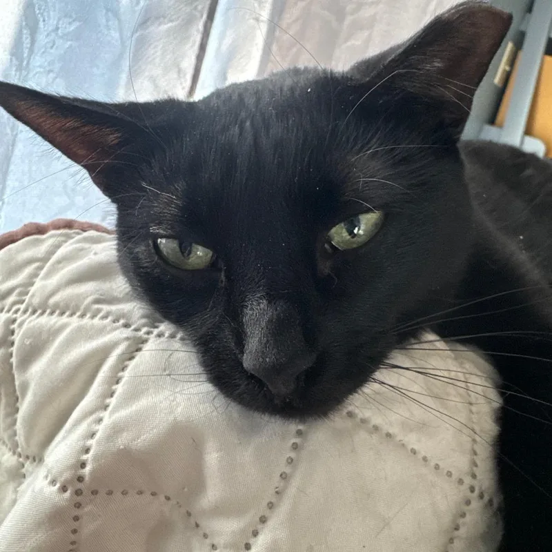 An adult small-sized female Black Domestic Short Hair cat named Lexi Texas for adoption in Merrifield, VA