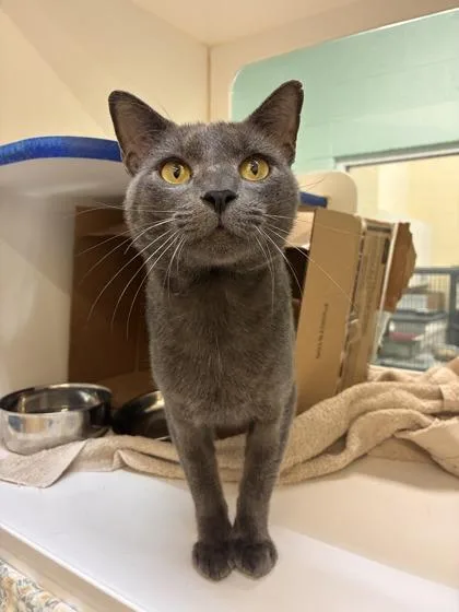 An adult medium-sized male Domestic Short Hair cat named Sparta for adoption in Vero Beach, FL