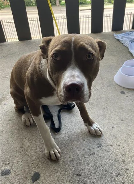 A young medium-sized female Mixed Breed dog named Willow for adoption in Dallas, TX