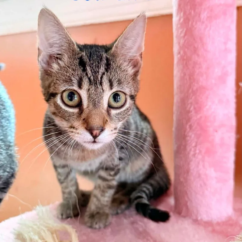 A baby small-sized male Gray / Blue / Silver Domestic Short Hair cat named Solitaire for adoption in Woodstock, VA