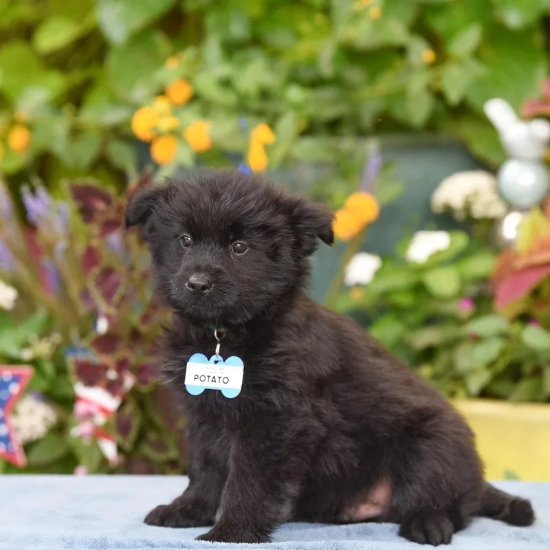 A baby small-sized male Black Terrier dog named Potato for adoption in Wake Forest, NC